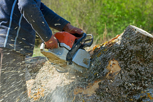 Best Tree Removal Contractors  in USA